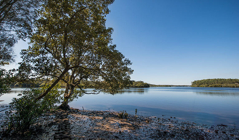 Tattersalls campground, Karuah National Reserve. Photo: John Spencer/NSW Government