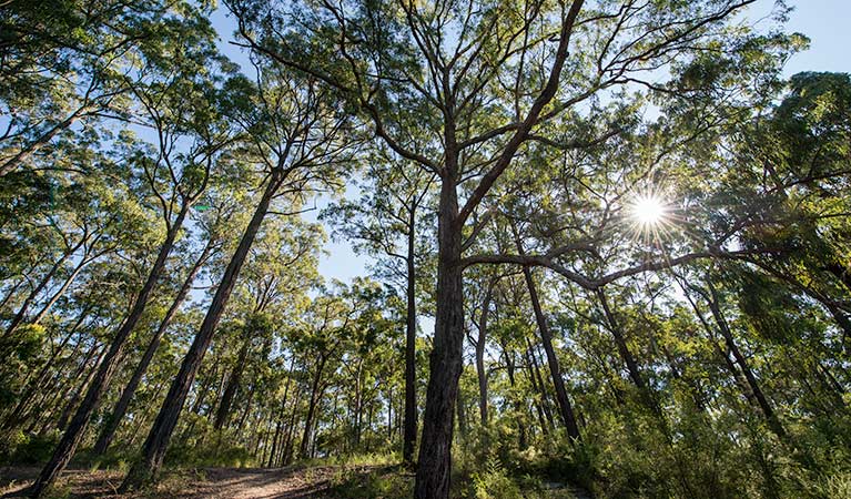 Tattersalls campground, Karuah National Park. Photo: John Spencer/NSW Government