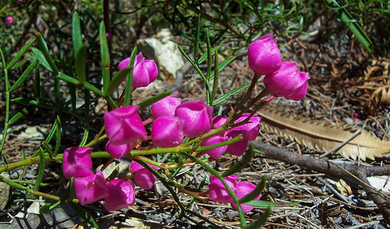 Kattang Nature Reserve: Photo: NSW Government