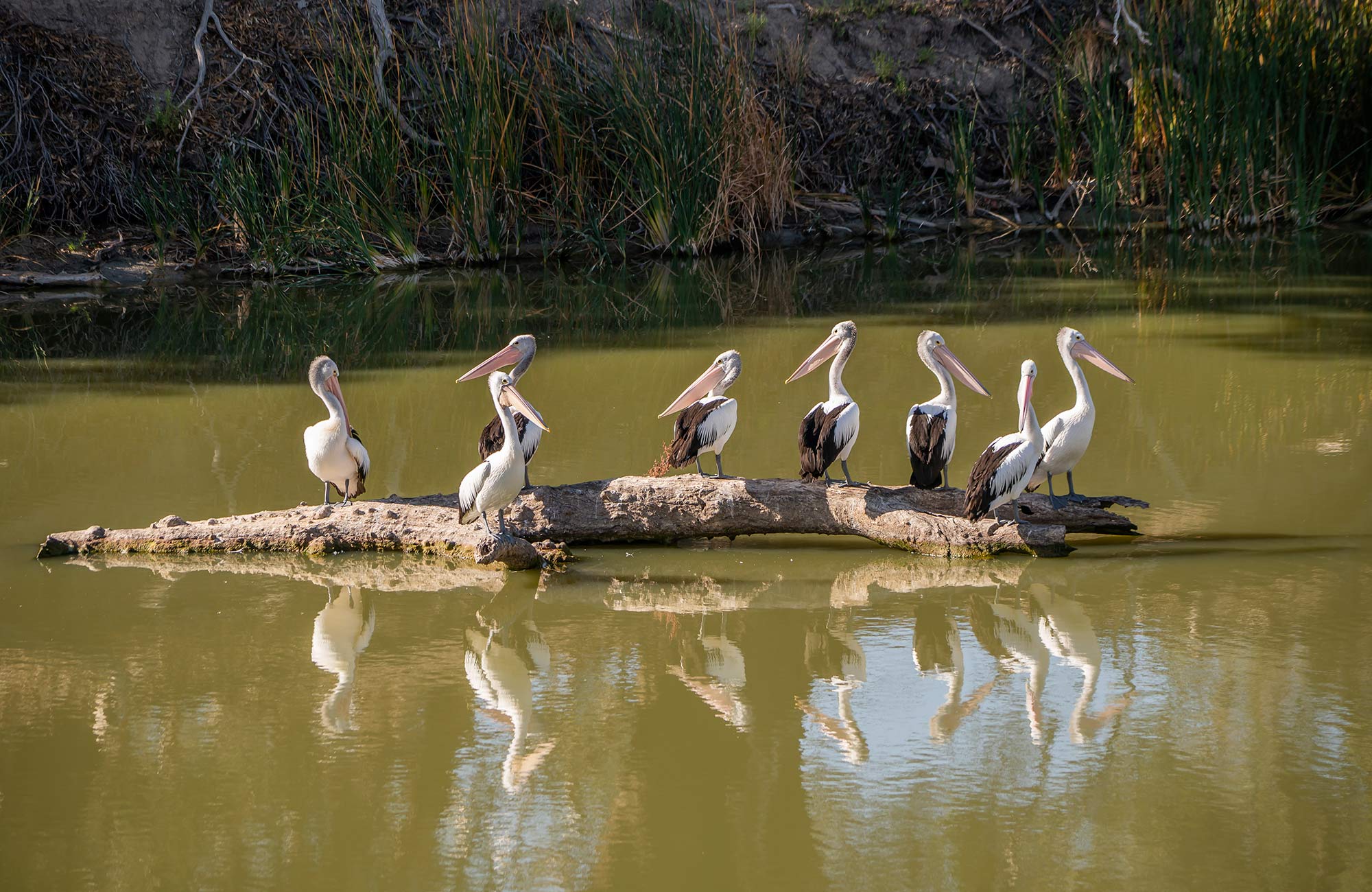 Pelicans on Darling River in Kinchega National Park. Photo: John Spencer/DPIE