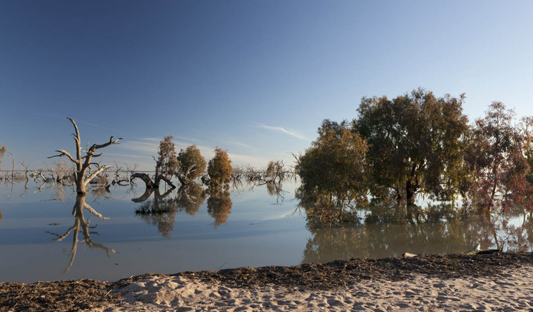 Cawndilla campground, Kinchega National Park. Photo: David Finnegan