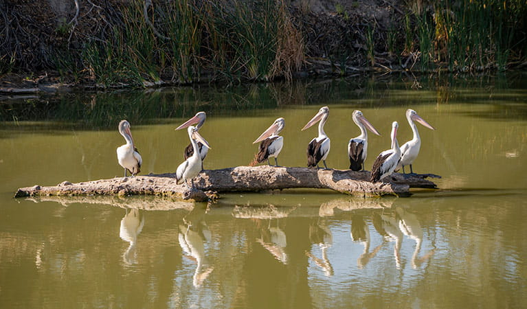 Group of 8 pelicans perched on a floating log in Darling River, Kinchega National Park. Photo: John Spencer/DPIE
