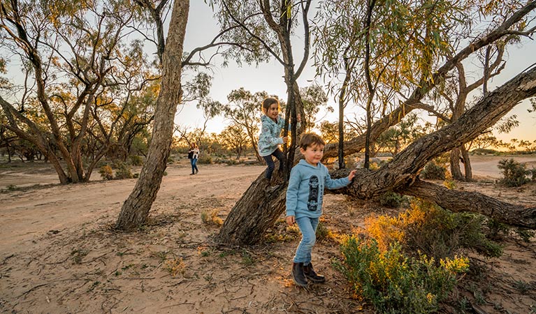 Kids playing around the trees at Emu Lake campground. Photo: John Spencer/DPIE