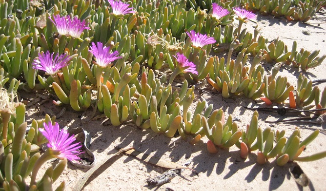 Pigface on the floodplains of Kinchega National Park. Photo. Julieanne Doyle