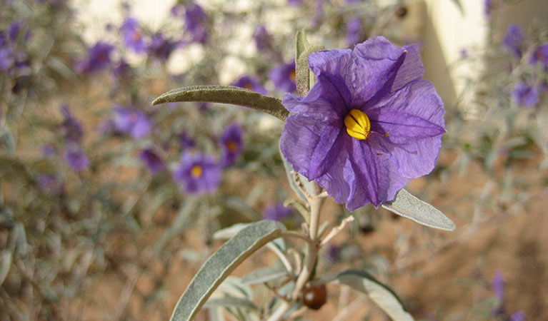 Menindee nightshade in flower in Kinchega National Park. Photo: Julieanne Doyle/DPIE