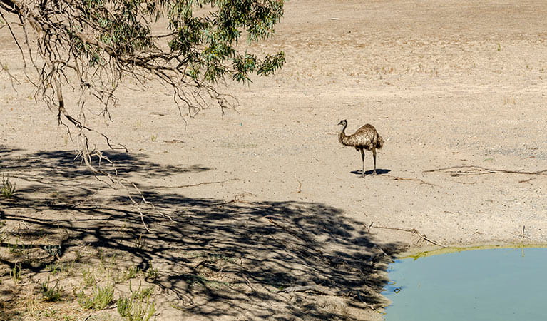 Emu near a waterhole in Kinchega National Park. Photo: John Spencer/DPIE.