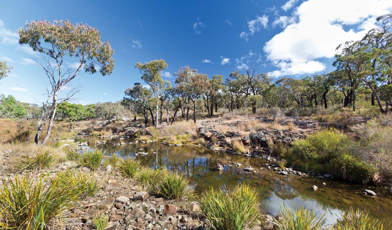 Ironbark Creek campground, Kings Plains National Park. Photo: Robert Cleary/OEH