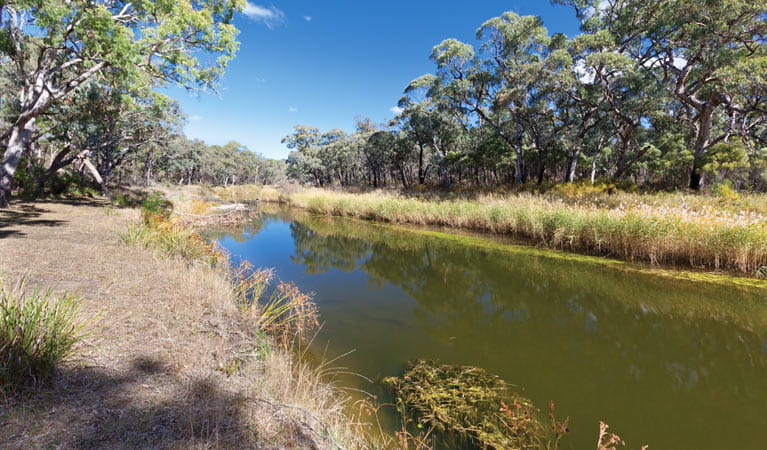 Kings Plain Creek campground, Kings Plains National Park. Photo: Robert Cleary/OEH