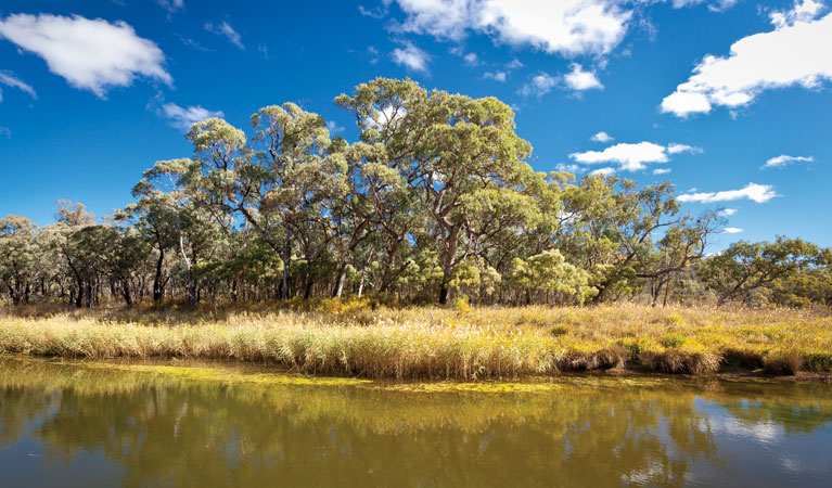 Kings Plain Creek campground, Kings Plain National Park. Photo: Rob Cleary/NSW Government