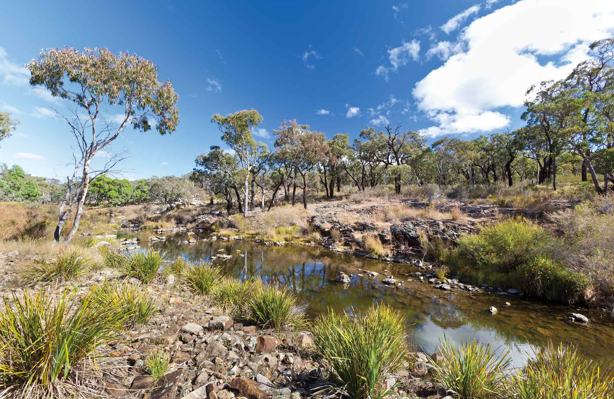 Ironbark Creek campground, Kings Plain National Park. Photo: Rob Cleary