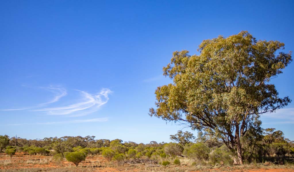 Eucalyptus in Koonaburra National Park. Photo: Joshua Smith &copy; DPE