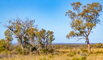 Cypress in Koonaburra National Park. Photo: Joshua Smith &copy; DPE