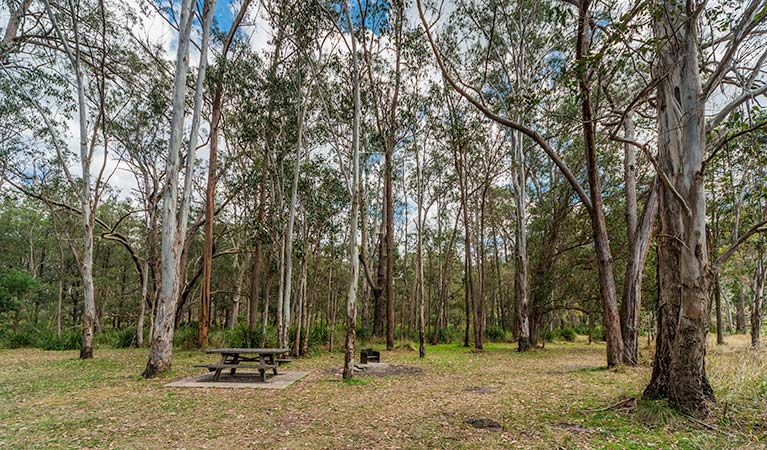 Koreelah Creek campground, Koreelah National Park. Photo: David Young