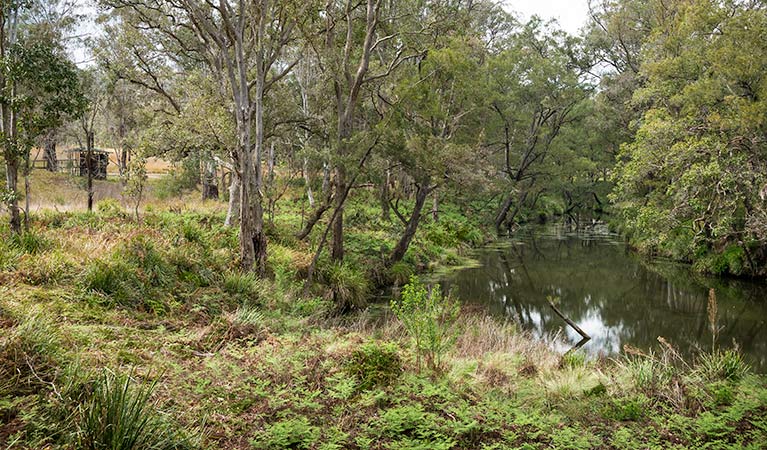 Koreelah Creek campground, Koreelah National Park. Photo: David Young
