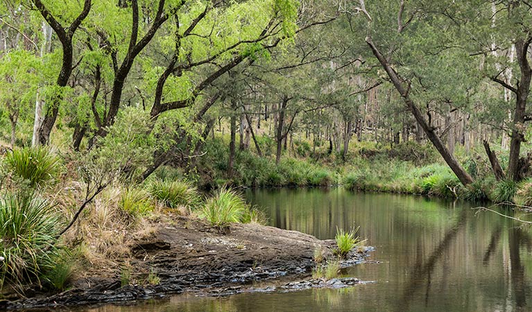 Koreelah Creek campground, Koreelah National Park. Photo: David Young