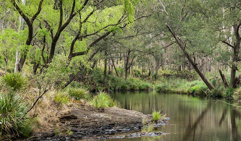 Koreelah Creek campground, Koreelah National Park. Photo: David Young &copy; David Young