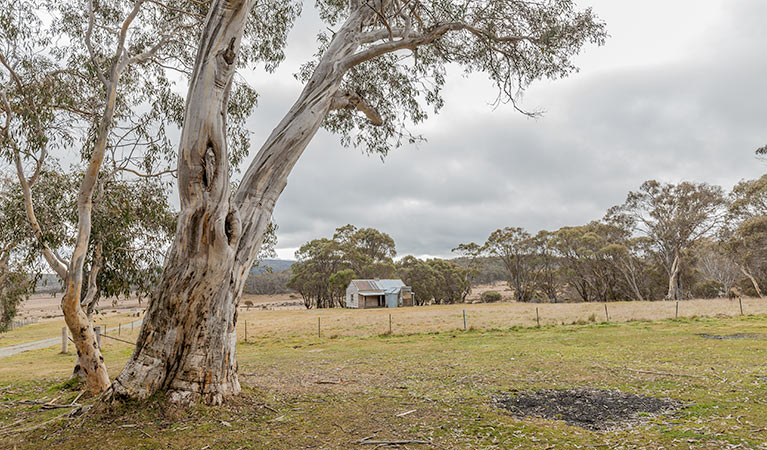 Cooinbil Hut campground, Kosciuszko National Park. Photo: Murray Vandaveer/DPIE