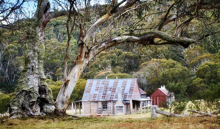 Coolamine Homestead buildings framed by snow gums, Kosciuszko National Park. Photo: Jennene Cathcart/DPIE