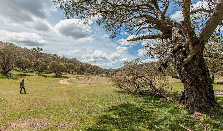 Old Snowy campground, Kosciuszko National Park. Photo: Murray Vanderveer/NSW Government