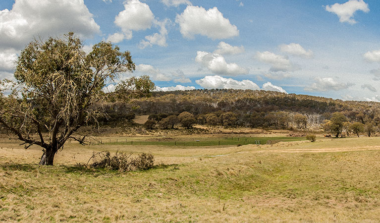 Old Snowy campground, Kosciuszko National Park. Photo: Murray Vanderveer/NSW Government