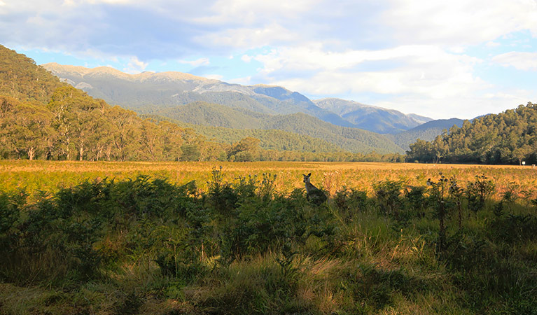 Kangaroos graze bracken at Behrs Flat with views of the Western Fall, Kosciuszko National Park.  Photo: Elinor Sheargold &copy; DPIE