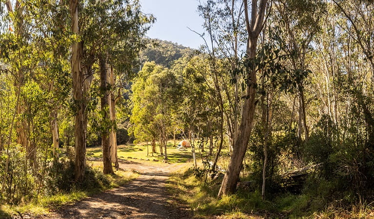 Walking track lined with native gums at Clover Flat campground. Photo: Murray Vanderveer © DPE