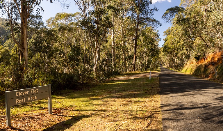 Tree-lined access road to Clover Flat campground. Photo: Murray Vanderveer © DPE