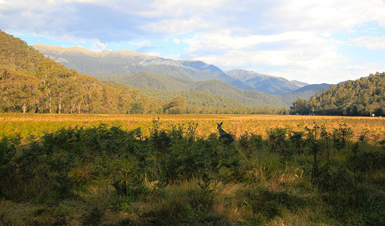 Kangaroos graze bracken at Behrs Flat with views of the Western Fall, Kosciuszko National Park.  Photo: Elinor Sheargold &copy; OEH