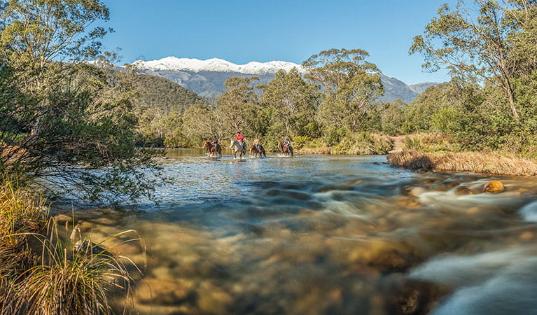 A group of horse riders cross Swampy Plain River along National trail in the Khancoban area of Kosciuszko National Park. Photo: Murray Vanderveer &copy; DPIE