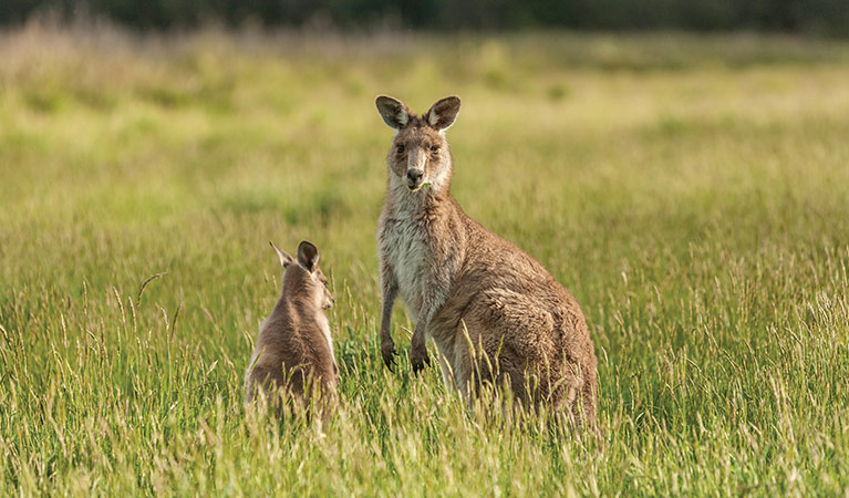 An eastern grey kangaroo and joey in grassland, near Old Geehi campground, Kosciuszko National Park. Photo: Murray Vanderveer/OEH