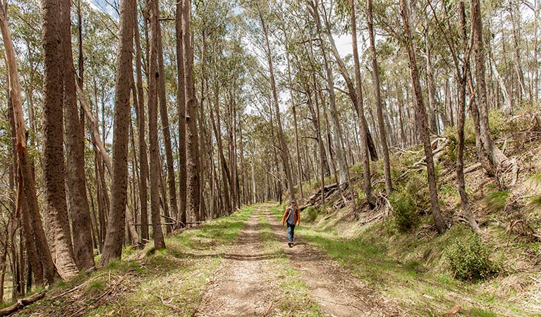 Patons Hut walking track, Kosciuszko National Park. Photo: Murray Vanderveer