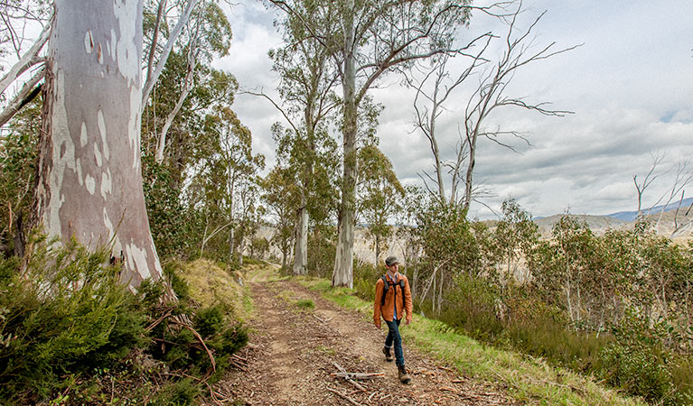 Patons Hut walking track, Kosciuszko National Park. Photo: Murray Vanderveer