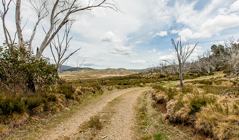 Patons Hut walk track, Kosciuszko National Park. Photo: Murray Vanderveer &copy; OEH