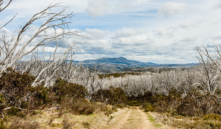 Round Mountain Hut walking track, Kosciuszko National Park. Photo: Murray Vanderveer &copy; OEH