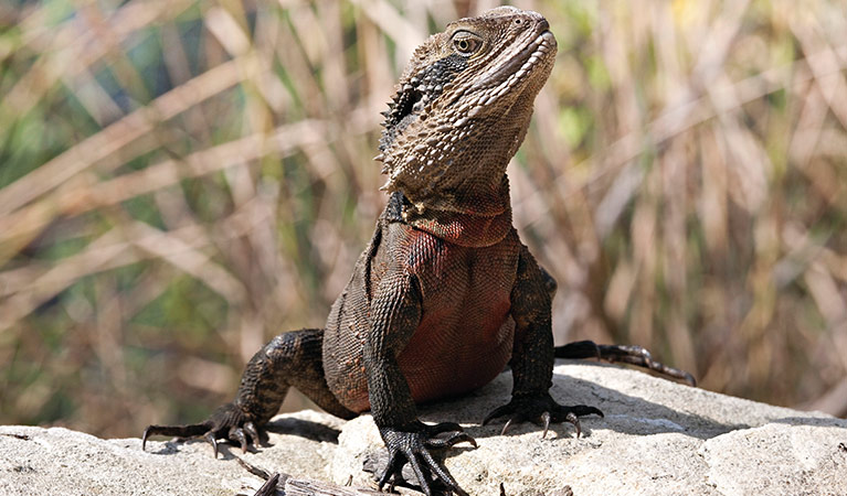 Eastern water dragon. Photo: R Nicolai/OEH