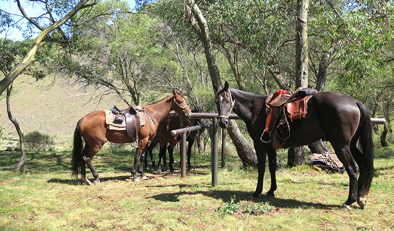 Horses tethered to posts in northern Kosciuszko National Park. Photo: Elinor Sheargold/OEH