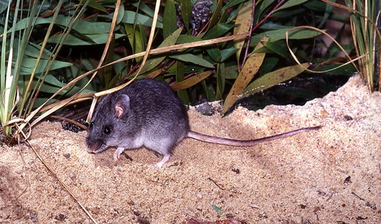 The endangered smoky mouse. Photo: Linda Broome/OEH