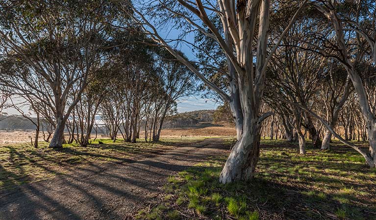 Unsealed Bullocks Hill trail passes through woodland, Kosciuszko National Park. Photo: Murray Vanderveer/OEH