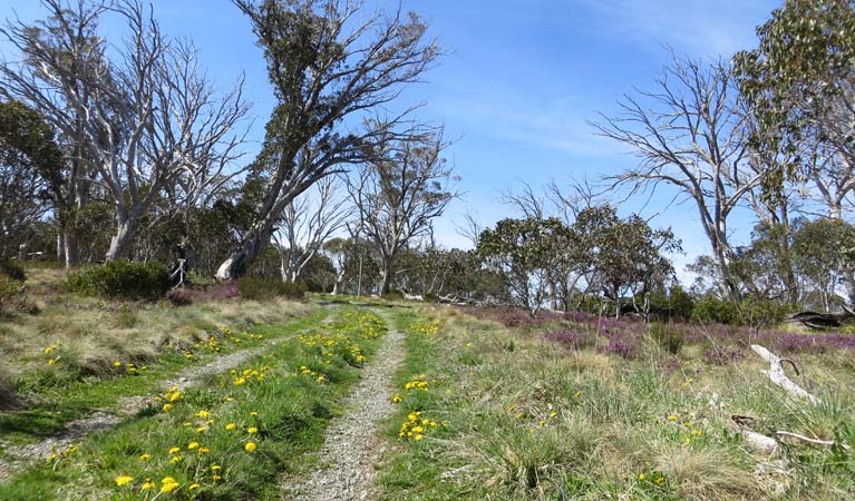 Four Mile Hut walk, Kosciuszko National Park. Photo: Elouise Peach