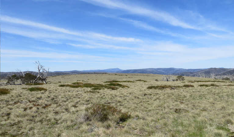 Four Mile Hut walk in the sub-alpine plains of Kosciuszko National Park. Photo: Elouise Peach