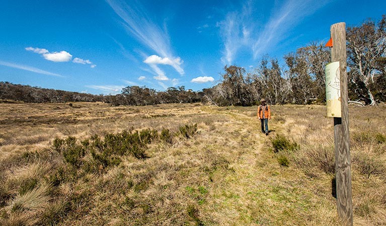 Goldseekers trail, Kosciuszko National Park. Photo: Murray Vanderveer &copy; OEH