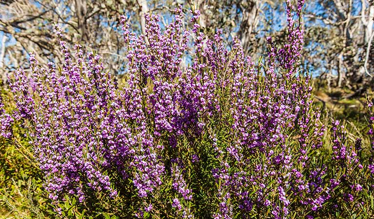 Goldseekers trail, Kosciuszko National Park. Photo: Murray Vanderveer &copy; OEH