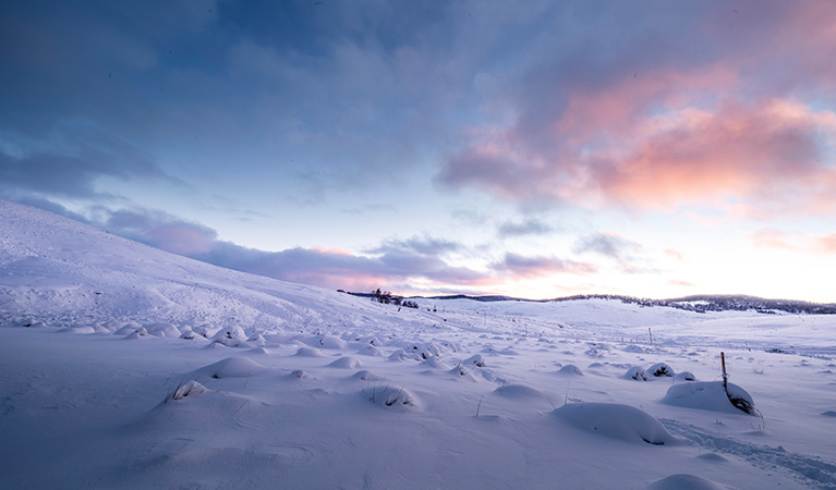 The sun sets on snowy alpine plains near Selwyn and Kiandra in central Kosciuszko National Park. Photo: Murray Vanderveer/DPIE