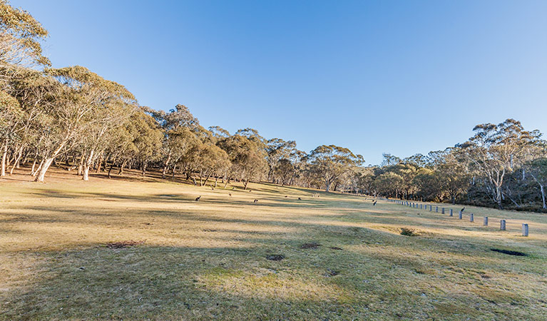 Wares Yards campground, Kosciuszko National Park. Photo: Murray Vanderveer/NSW Government