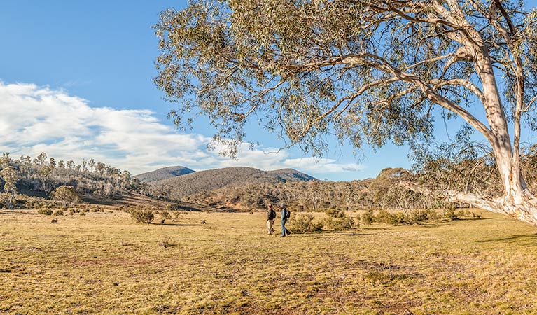 Wares Yards campground, Kosciuszko National Park. Photo: Murray Vanderveer/NSW Government