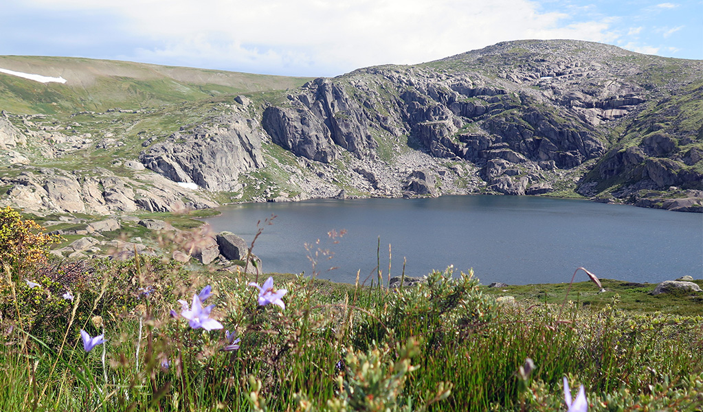 Waxy bluebell wildflowers at Blue Lake, Kosciuszko National Park. Credit: Elinor Sheargold &copy; DPE