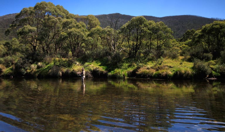 A man fly fishing in the Thredbo River at Bullocks Hut, Kosciuszko National Park. Photo: Elinor Sheargold/DPIE