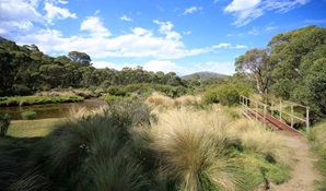 A bridge crosses a stream next to the Thredbo River along Bullocks track, Kosciuszko National Park. Photo: Elinor Sheargold &copy; OEH