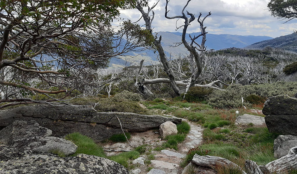 A section of stone track from Charlotte Pass Village to Perisher Valley walk, weaving around a large rock, in Kosciuszko National Park. Photo: Alek Cahill &copy; DPE