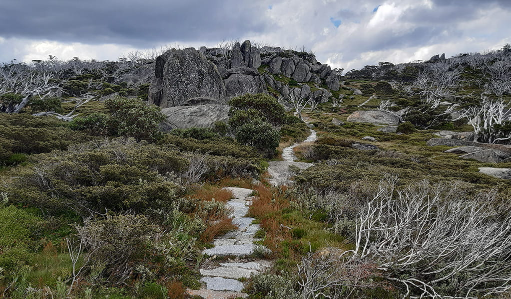 A section of stone track from Charlotte Pass Village to Perisher Valley walk, climbing a small rise in Kosciuszko National Park. Photo: Alek Cahill &copy; DPE